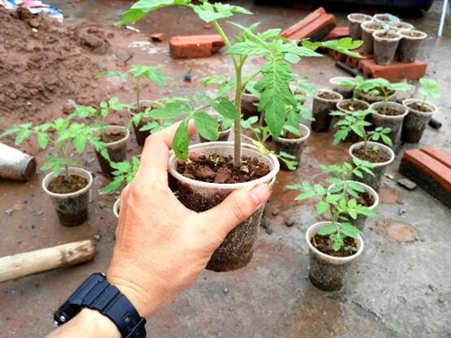 Kinh nghiệm trồng cà chua trong thùng xốp của kỹ sư nông nghiệp